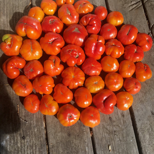 Tomato, Marvel Striped