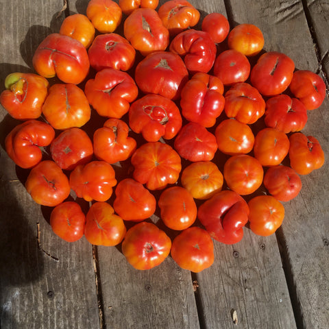 Tomato, Marvel Striped