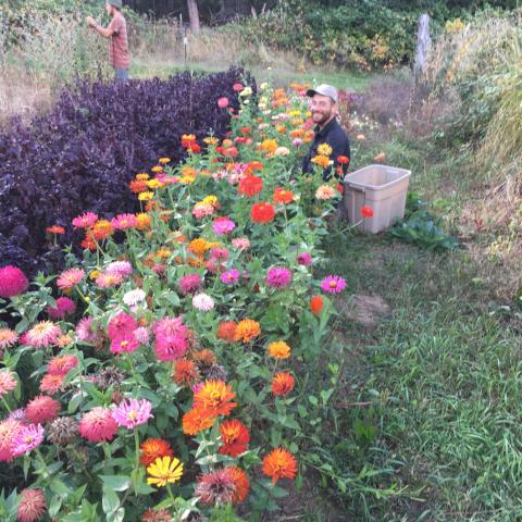 Seed  CSA, Flower