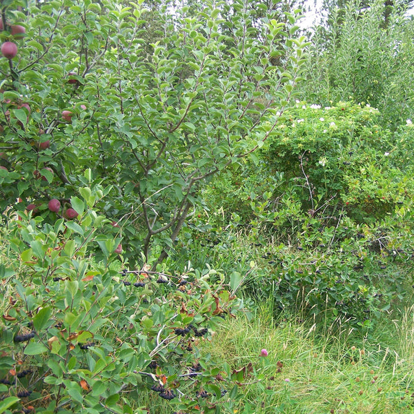 Permaculture Consultation with Don Tipping
