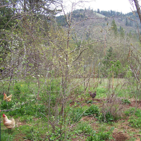 Permaculture Consultation with Don Tipping
