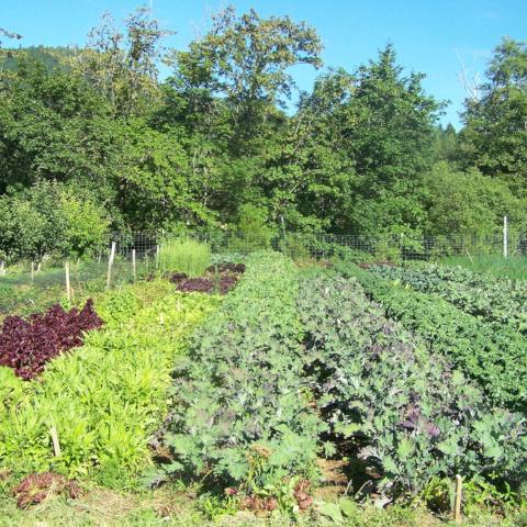 Seed CSA, Large