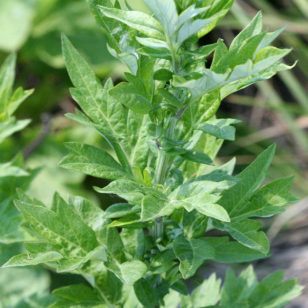 Mugwort