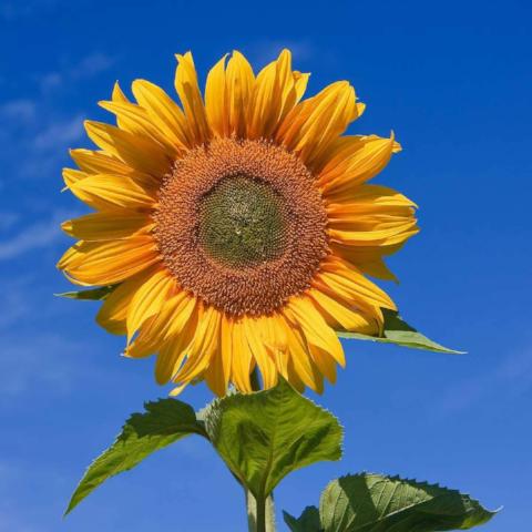 Sunflower, Mammoth Russian