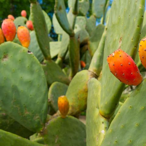 Cactus, Burbank Spineless