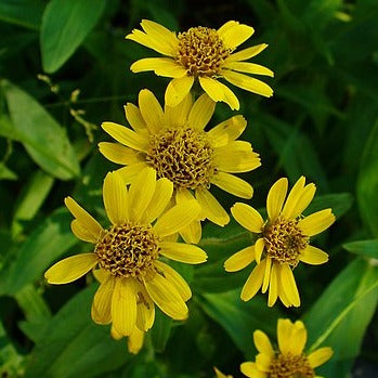 Arnica, Meadow