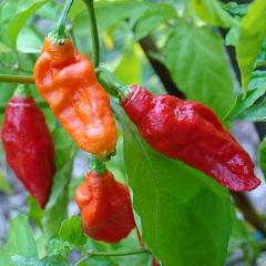 Pepper, Ghost aka Bhut jolokia