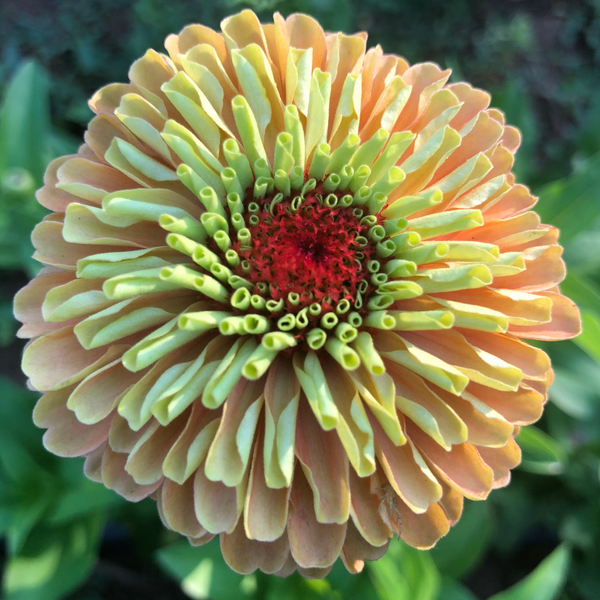 Queen Lime Orange Zinnia, Organic, Cut Flower