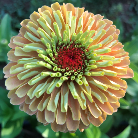 Zinnia, Queeny Lime Orange