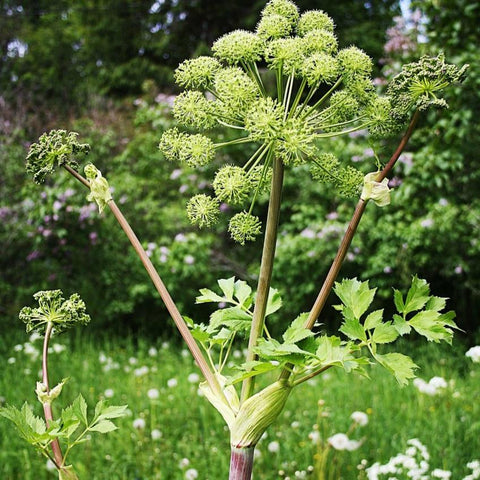 Angelica