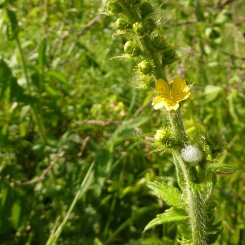 Agrimony