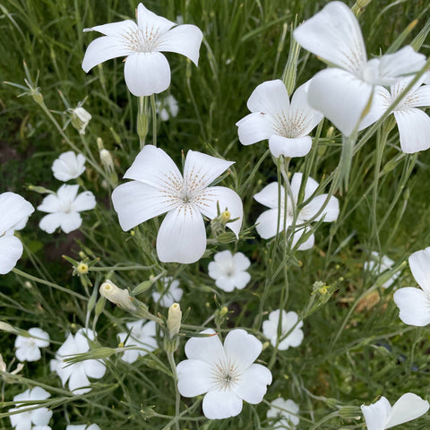 Pink White & Blue Mix Lace Flower - 80 Seeds