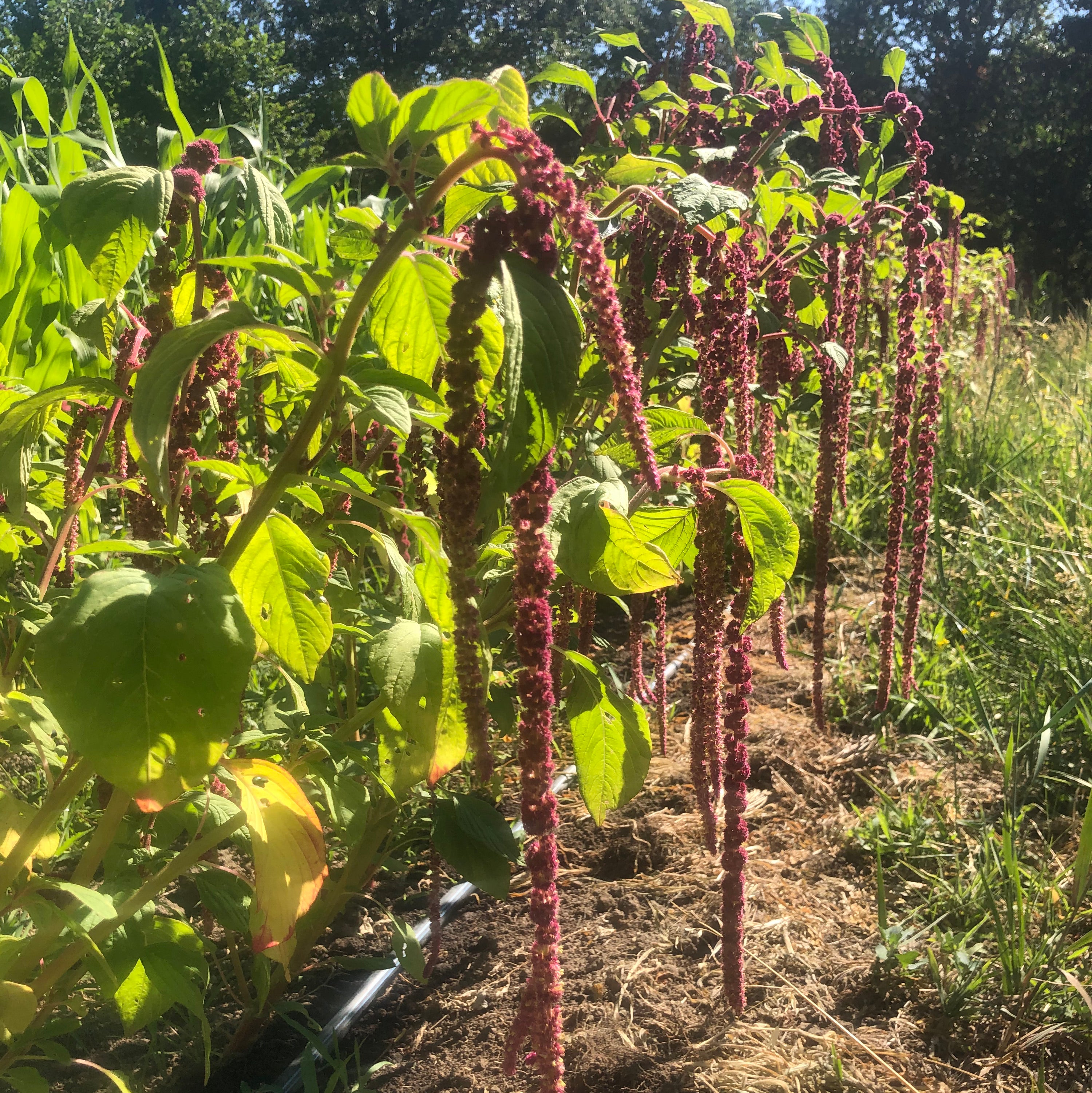 Amaranth, Coral Fountains Siskiyou Seeds