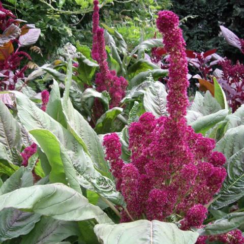 Amaranth, Elephant Head