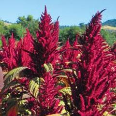 Amaranth, Ellen's Purple