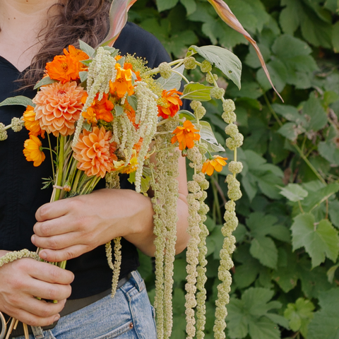 Amaranth, Emerald Tassels