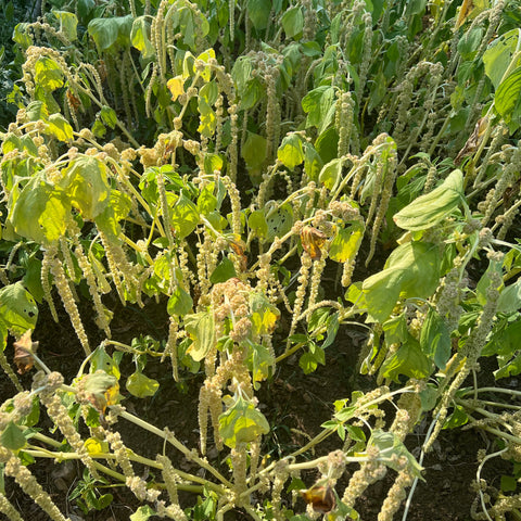 Amaranth, Emerald Tassels