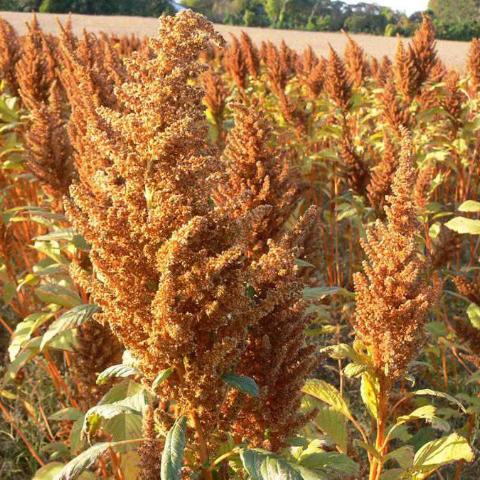 Amaranth, Golden Giant