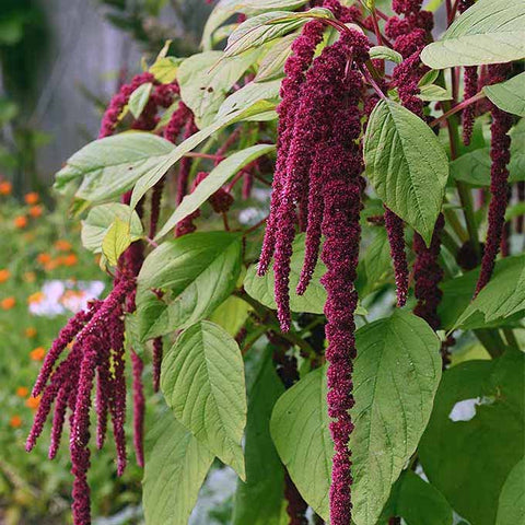 Amaranth, Love Lies Bleeding