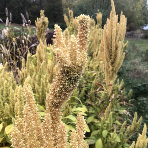 Amaranth, Manna de Montana