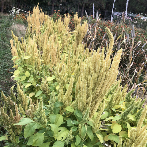 Amaranth, Manna de Montana