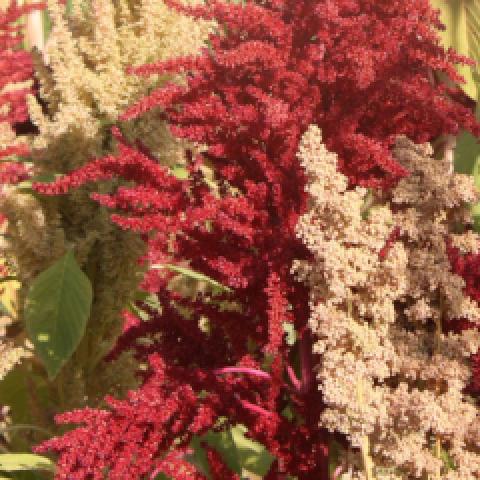 Amaranth, UCSC Popping