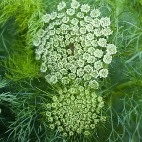 Ammi, Green Mist