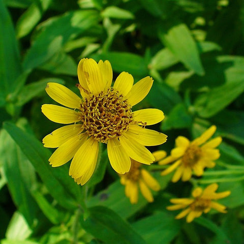 Arnica, Meadow