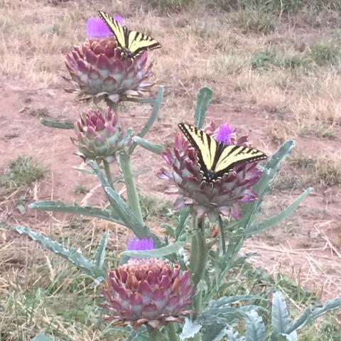 Artichoke, Imperial Star