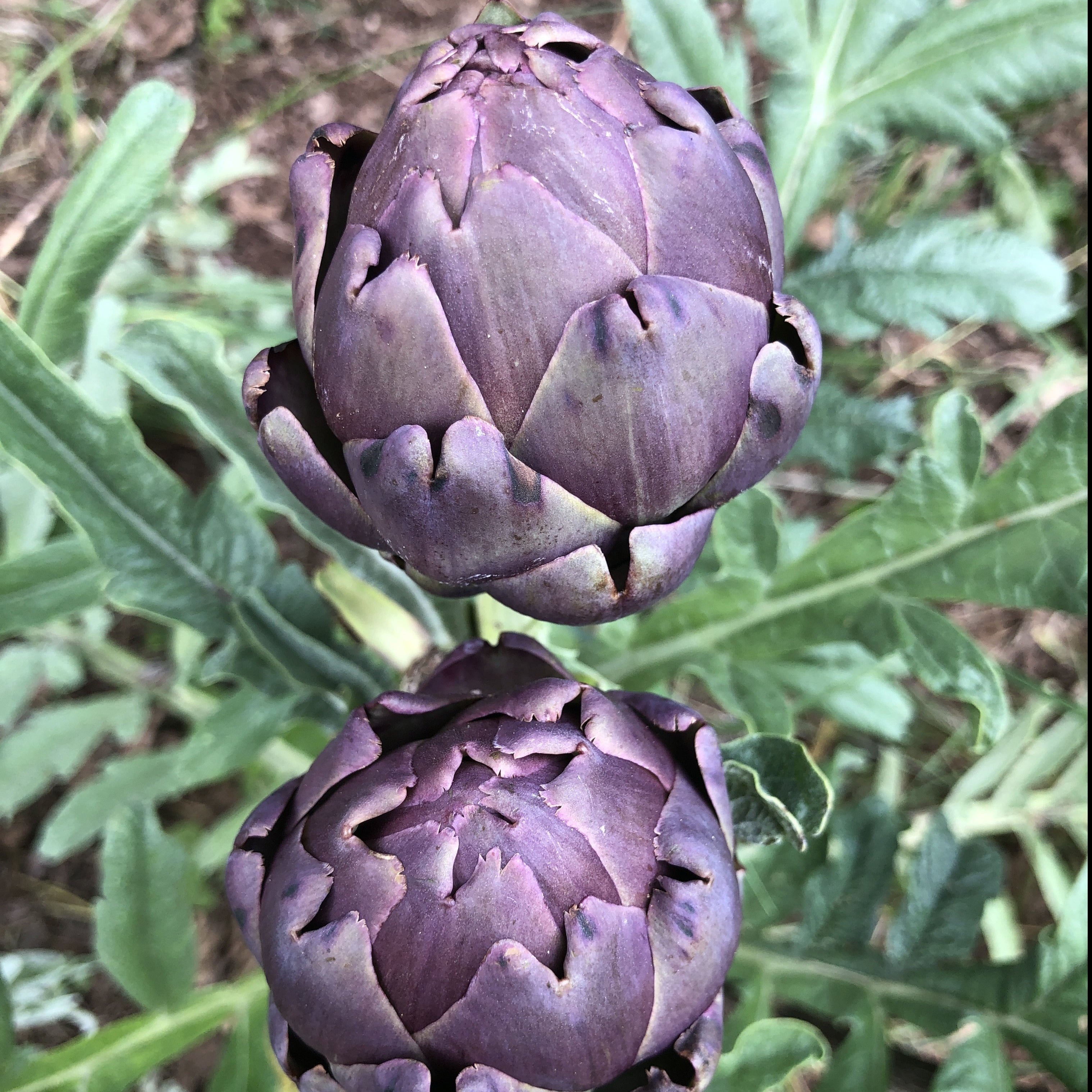 Violetta Flowers