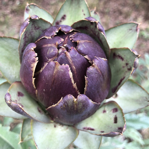 Artichoke, Violetta