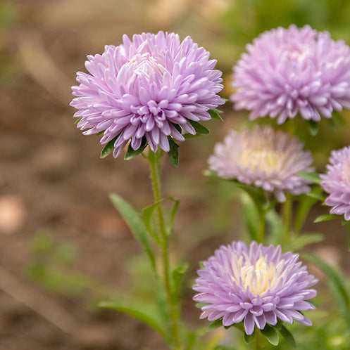 Aster, Moonstone, organic, open pollinated, cut flower