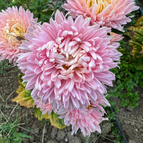 Aster, Tower Chamois