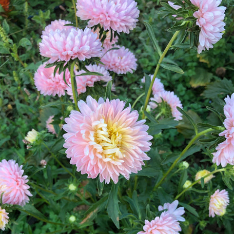 Aster, Tower Chamois