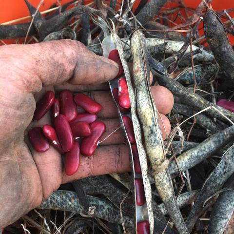 Beans, Red Kidney Heirloom