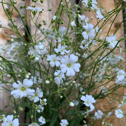 Baby's Breath Flower Seed - 1 Gram Packet ~ 800 Seeds - Annual Flower  Gardening Seeds - Open Pollinated 