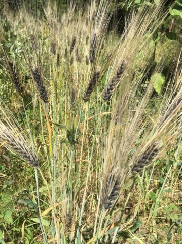 Barley, Burbank Black Hulless