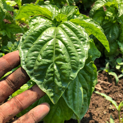 Basil, Bolloso Napoletano