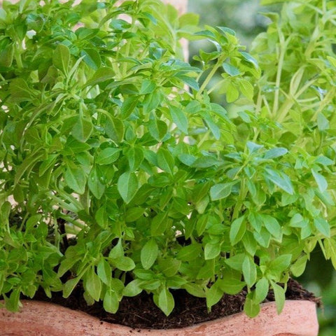 Basil, Greek Dwarf