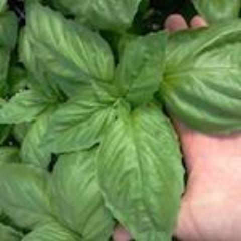 Basil, Lettuce Leaf