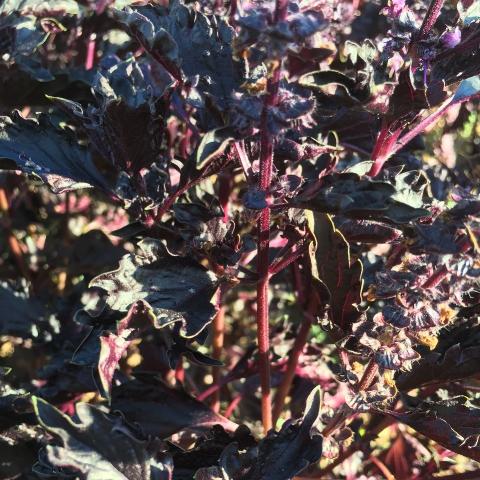 Basil, Red Ruffled | Siskiyou Seeds