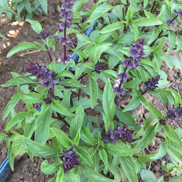Basil, Thai Sweet, organic, open pollinated, 