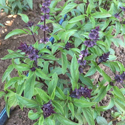 Basil, Thai