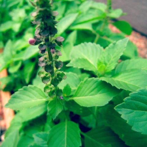 Basil, Holy ( Tulsi)