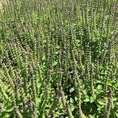 Basil, Holy ( Tulsi)