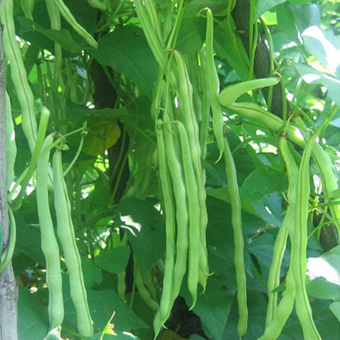 Beans, Kentucky Wonder, Pole