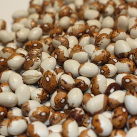 Beans, Pepe de Rola, organic, open pollinated
