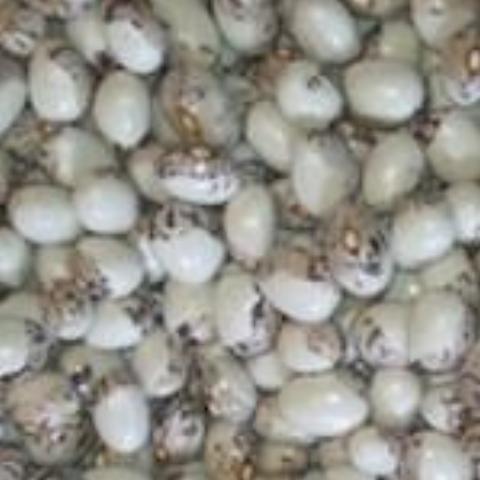 Beans, Pepe de Rola, organic, open pollinated