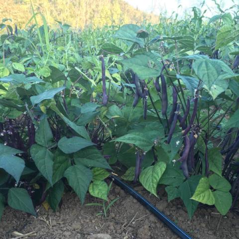 Beans, Purple Dove, Bush