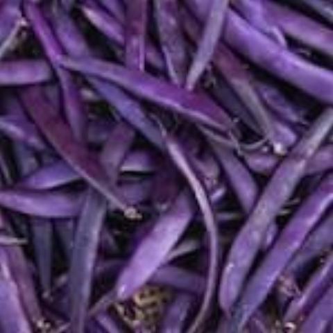 Beans, Purple Dove, Bush